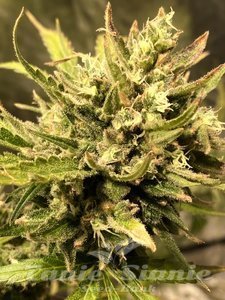 Guerilla Gold Fast - BIOGENETIC