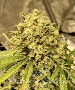 Guerilla Gold x Passion - BIOGENETIC