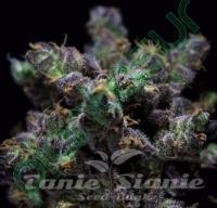 Haribo - R-KIEM SEEDS