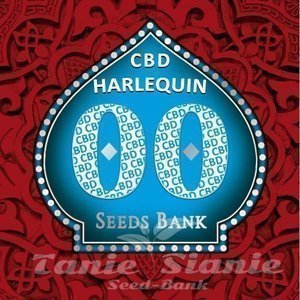 Harlequin CBD - 00 SEEDS BANK