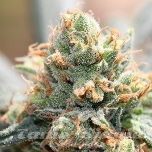 Hash Tonic - ACE SEEDS