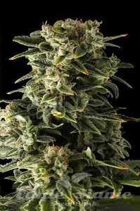 Haze Auto - BIOGENETIC
