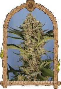 Herz OG Auto - EXOTIC SEED