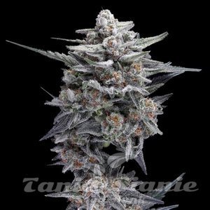 HG23 AKA Michael Jordan - DNA GENETICS
