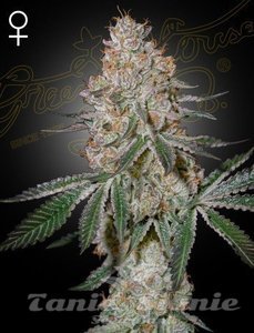Highcloudz - GREEN HOUSE SEEDS