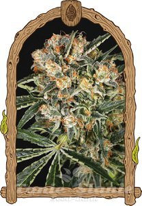Hippie Therapy CBD - EXOTIC SEED