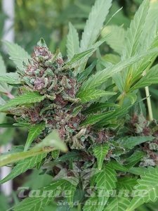 Hollands Hope Fast - BIOGENETIC