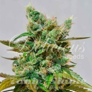 Honey Bells CBD - DELICIOUS SEEDS