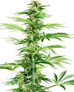 Nasiona Honey Melon Haze - SENSI SEEDS