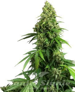 Nasiona Honey Melon Kush Auto - SENSI SEEDS