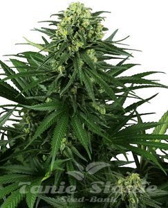 Nasiona Honey Melon Kush - SENSI SEEDS