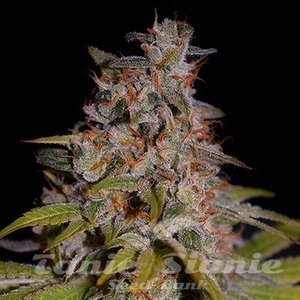 Honey Papaya - G13 LABS