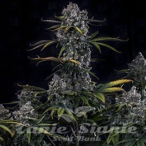 Hubbabubbahaze Auto - MEPHISTO GENETICS