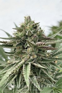 Humboldt Pound Cake - HUMBOLDT SEED COMPANY