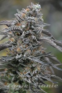 Black D.O.G. - HUMBOLDT SEED