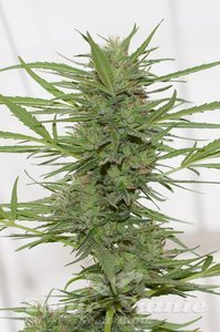 HUMBOLDT SEED - Dr Greenthumb's Dedoverde Haze Autoflowering