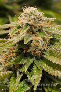 HUMBOLDT SEED - GORILLA BREATH