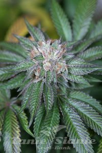 Master Kush - HUMBOLDT SEED