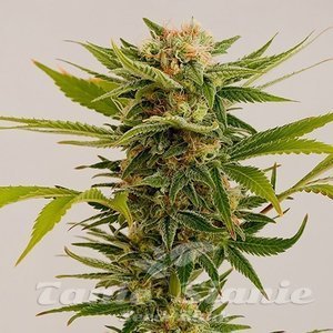 Sour Diesel 2 - HUMBOLDT SEED