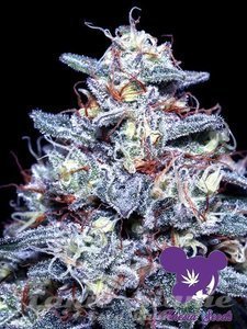 Hyper Glue - ANESIA SEEDS