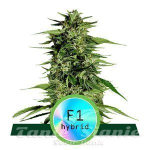 Hyperion F1 Hybryda - ROYAL QUEEN SEEDS