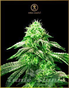 Hypnotic - ANACONDA SEEDS