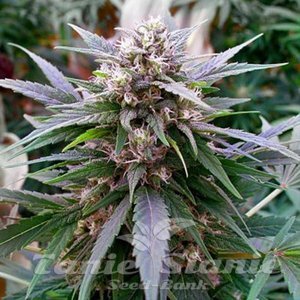 Hypnotic - G13 LABS