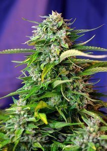 Jack 47 Auto - SWEET SEEDS