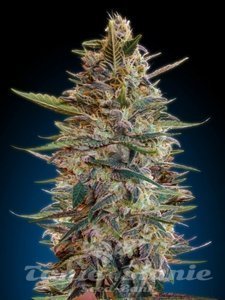 Jack Diesel Auto - BIOGENETIC