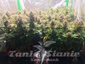 Jack Herer 47 Auto