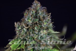 Nasiona Jack Herer Auto - SEEDSMAN