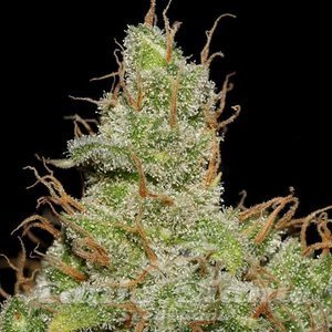 Nasiona Jack Herer - SEEDSMAN