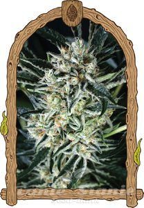 Jelly Bananas - EXOTIC SEED