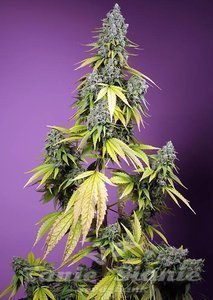 Jet Fuel Mandarine XL Auto - SWEET SEEDS