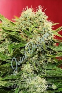 Chronic Ryder - JOINT DOCTOR'S