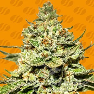 Jungle Lava - ORIGINAL SENSIBLE SEEDS