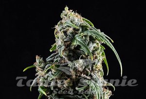 Nasiona Kannabia CBDV Auto - KANNABIA SEED