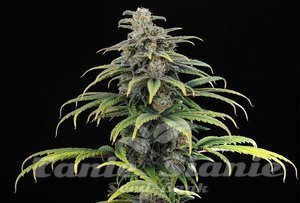 Nasiona Kannabia CBG Auto - KANNABIA SEED
