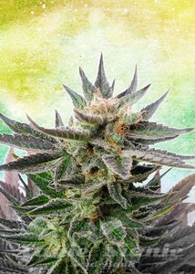 KANNABIA SEED - Sativa Dream