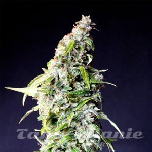 Speedy Boom Auto - KANNABIA SEED