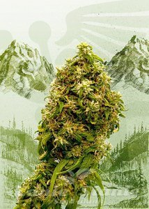 KANNABIA SEED - Swiss Dream CBD