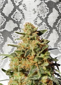 White Domina - KANNABIA SEED