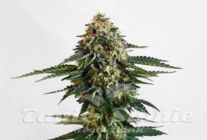 Nasiona Kannabia THCV - KANNABIA SEED