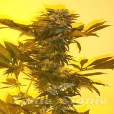 Critical Herer - KETAMA SEEDS