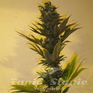Critical Herer Auto - KETAMA SEEDS