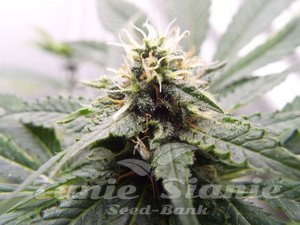 Inspiration - KETAMA SEEDS