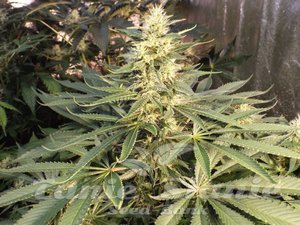 Mujica Gold - KETAMA SEEDS