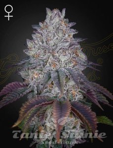 Nasiona King's Tart - GREEN HOUSE SEEDS