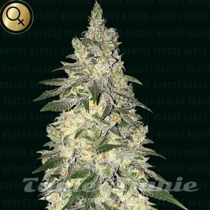 Kingpin Kush - NARCOS SEEDS
