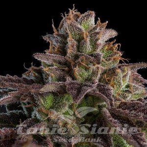 Kmintz - RIPPER SEEDS